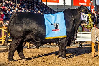 TORO 1 - APODO